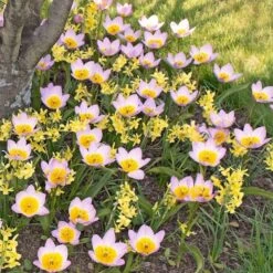Tulip Bakeri 'Lilac Wonder' -Verdelyn Sales x600 14272