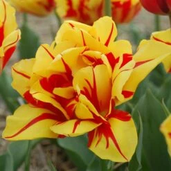 Tulip 'Monsella' -Verdelyn Sales x600 14284