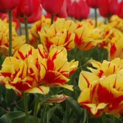 Tulip 'Monsella' -Verdelyn Sales x600 14286