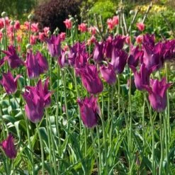 Tulip 'Purple Dream' -Verdelyn Sales x600 14297