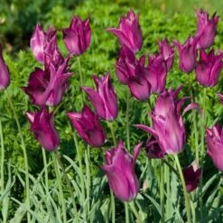 Tulip 'Purple Dream' -Verdelyn Sales x600 14298