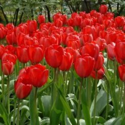 Next Generation Perennial Tulip Mix -Verdelyn Sales x600 14301 1