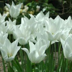 Tulip 'White Triumphator' -Verdelyn Sales x600 14360