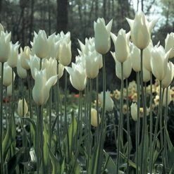 Tulip 'White Triumphator' -Verdelyn Sales x600 14362