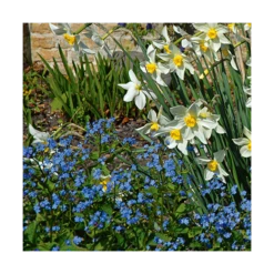 Myosotis Sylvatica -Verdelyn Sales x600 14590