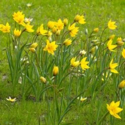 Tulip Sylvestris -Verdelyn Sales x600 14626