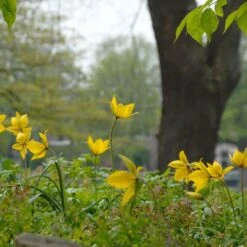 Tulip Sylvestris -Verdelyn Sales x600 14627