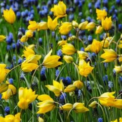 Tulip Sylvestris -Verdelyn Sales x600 14628