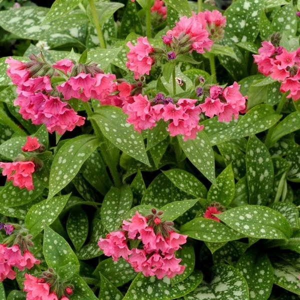 Pulmonaria 'Shrimps On The Barbie' 2 Pulmonaria 'Shrimps On The Barbie' - Image 2