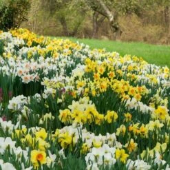 The Works Daffodil Mix -Verdelyn Sales x600 14686 1