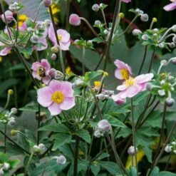 Anemone X Hybrida 'Robustissima' -Verdelyn Sales x600 14688
