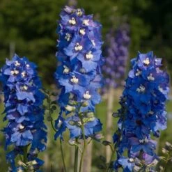 Delphinium Magic Fountains Strain -Verdelyn Sales x600 14697