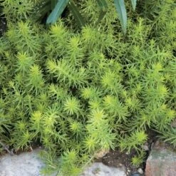 Season's Farewell Collection -Verdelyn Sales x600 14703