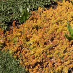 Sedum Rupestre 'Angelina' -Verdelyn Sales x600 14706
