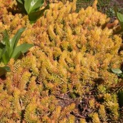 Sedum Rupestre 'Angelina' -Verdelyn Sales x600 14707