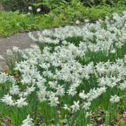 Narcissus 'Thalia' -Verdelyn Sales x600 14753