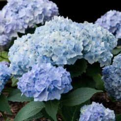 Hydrangea Macrophylla Endless Summer® -Verdelyn Sales x600 14794