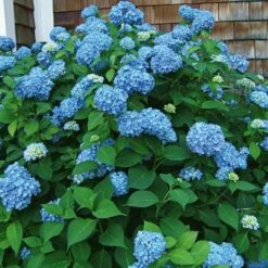 Hydrangea Macrophylla Endless Summer® -Verdelyn Sales x600 14795