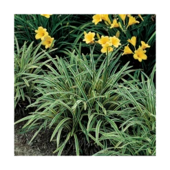 Liriope Muscari 'Variegata' -Verdelyn Sales x600 14802