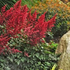Astilbe X Arendsii 'Fanal' 7 Astilbe X Arendsii 'Fanal' -Verdelyn Sales x600 14828