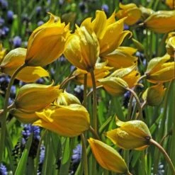 Tulip Sylvestris -Verdelyn Sales x600 14851