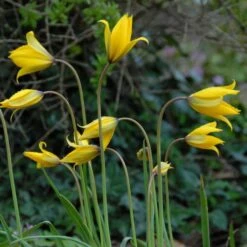 Tulip Sylvestris -Verdelyn Sales x600 14852