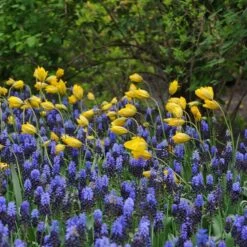 Tulip Sylvestris -Verdelyn Sales x600 14853