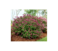 Syringa Bloomerang® Dark Purple -Verdelyn Sales x600 1486