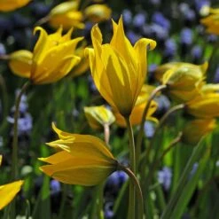 Tulip Sylvestris -Verdelyn Sales x600 14870