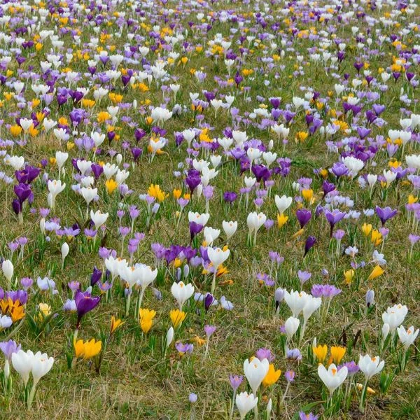 Farewell To Winter Crocus Mix 2 Farewell To Winter Crocus Mix - Image 2