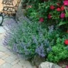Nepeta 'Walker's Low'