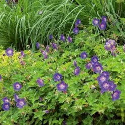 Geranium Rozanne® 11 Geranium Rozanne® -Verdelyn Sales x600 14914