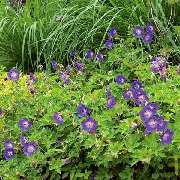 Geranium Rozanne® 4 Geranium Rozanne® - Image 4