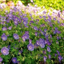 Geranium Rozanne® 12 Geranium Rozanne® -Verdelyn Sales x600 14915