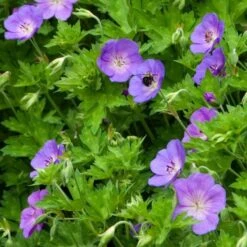 Geranium Rozanne® 13 Geranium Rozanne® -Verdelyn Sales x600 14917