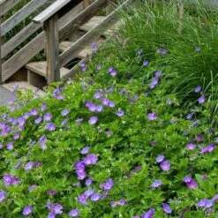 Geranium Rozanne® 14 Geranium Rozanne® -Verdelyn Sales x600 14918