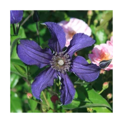 Clematis Sapphire Indigo™ -Verdelyn Sales x600 14942