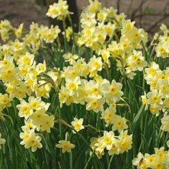 Award-winning Miniature Daffodils -Verdelyn Sales x600 14957