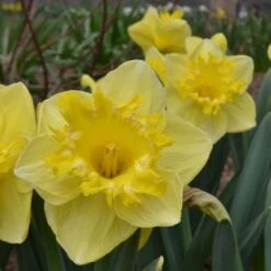 Narcissus 'Snowtip' 6 Narcissus 'Snowtip' -Verdelyn Sales x600 15090