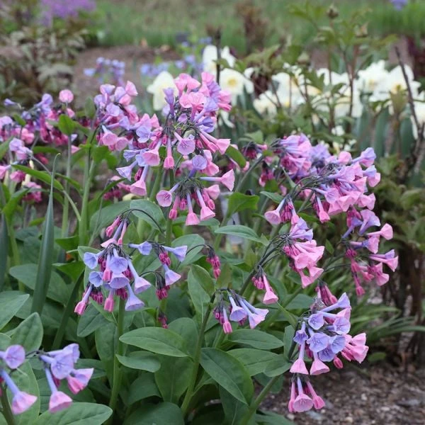 Mertensia Virginica 1 Mertensia Virginica