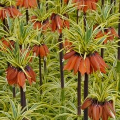 Fritillaria Imperialis 'Aureomarginata' -Verdelyn Sales x600 15172
