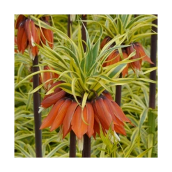 Fritillaria Imperialis 'Aureomarginata' -Verdelyn Sales x600 15173