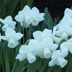 White Trumpet Solo Daffodil Mix -Verdelyn Sales x600 15176