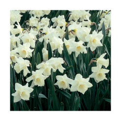 White Trumpet Solo Daffodil Mix -Verdelyn Sales x600 15177