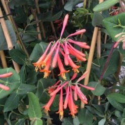 Lonicera Sempervirens 'Major Wheeler' -Verdelyn Sales x600 15258