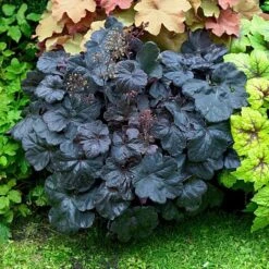 Four Of A Kind Heuchera 7 Four Of A Kind Heuchera -Verdelyn Sales x600 15300