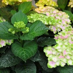 Hydrangea Macrophylla Everlasting® Amethyst -Verdelyn Sales x600 15587