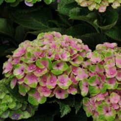 Hydrangea Macrophylla Everlasting® Amethyst -Verdelyn Sales x600 15588