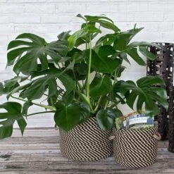 Black & Tan Rope Basket, Small -Verdelyn Sales x600 15654