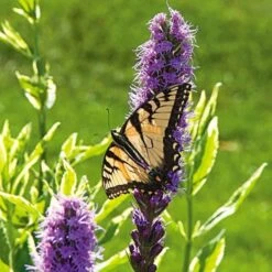 Butterfly Magnet Perennial Collection 10 Butterfly Magnet Perennial Collection -Verdelyn Sales x600 15860